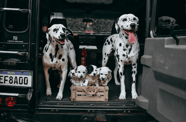 Paszport dla psa – jak wyrobić, koszt, wszystko co musisz wiedzieć